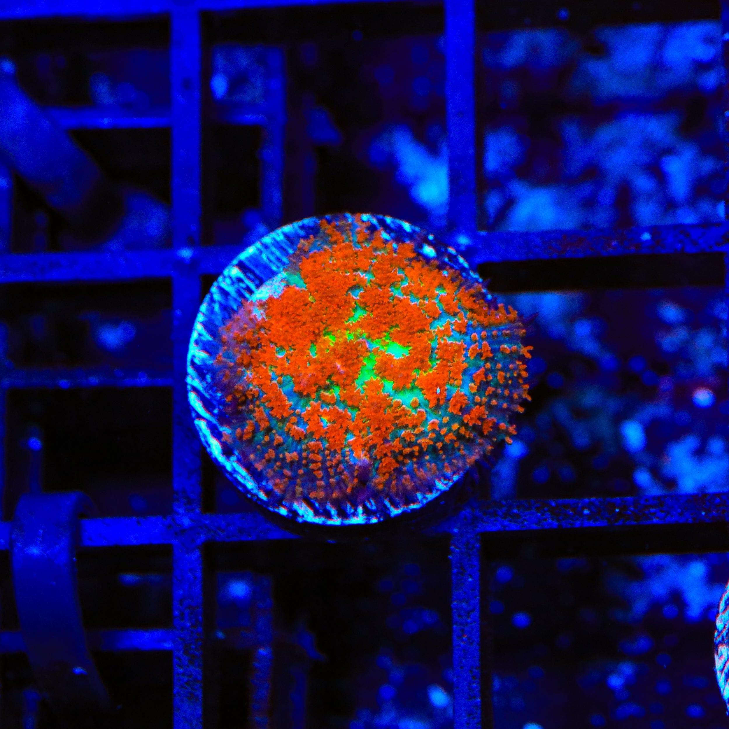 Premium Forest Fire Mushroom Coral for Saltwater Aquariums - Vibrant Orange & Red Coral for Reef Tanks, Nano Tanks & Marine Displays
