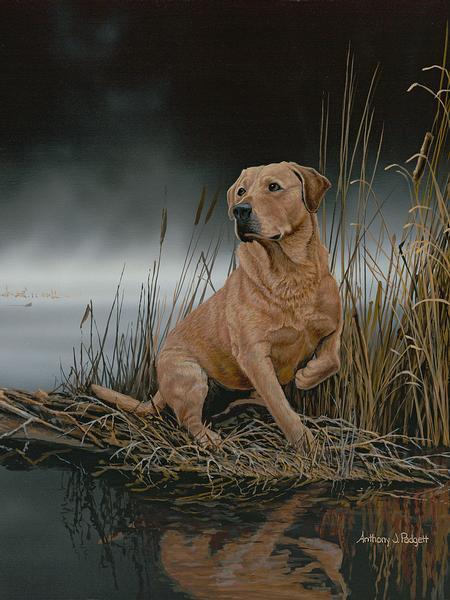 Yellow Labrador Retriever Paper Print - High-Quality Dog Artwork for Home & Office Decor | Perfect for Pet Lovers & Animal-Themed Interior Design