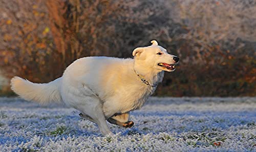 300-Piece Wooden Jigsaw Puzzle - Running White Dog - Fun Puzzle Game for Adults & Kids - Perfect for Family Game Night & Stress Relief Activities