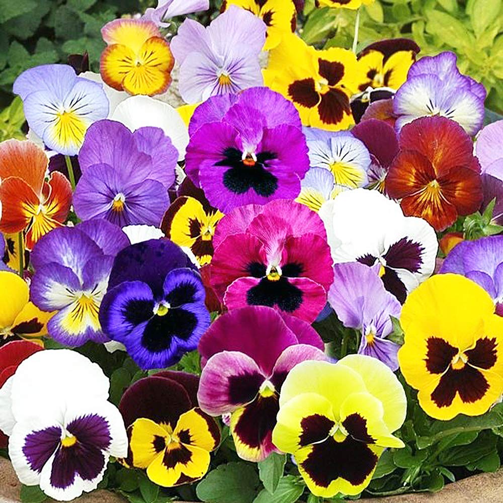 Viola Swiss Mix Pansy Seeds - Non-GMO Biennial Flowers for Outdoor Garden Planting & Cutting | Perfect for Flower Beds, Borders & Container Gardening