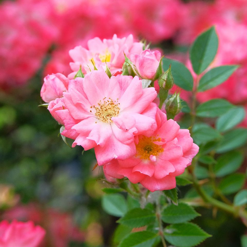 Premium Bulgarian Rose Essential Oil - 100% Pure Rose Otto (Rosa Damascena) for Aromatherapy, Skincare & Relaxation | Perfect for Diffusers, Massage & DIY Beauty Products