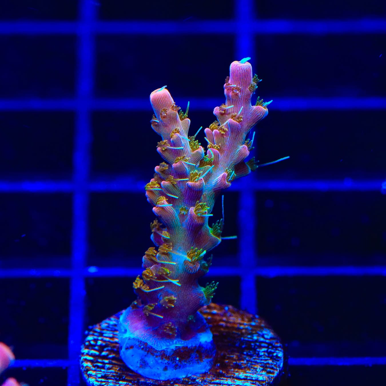 Premium CC Voodoo Majick Acropora Coral for Saltwater Aquariums - Vibrant Live Coral for Reef Tanks & Marine Aquascaping