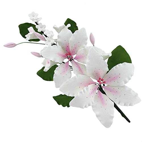 Double Rubrum White With Pink