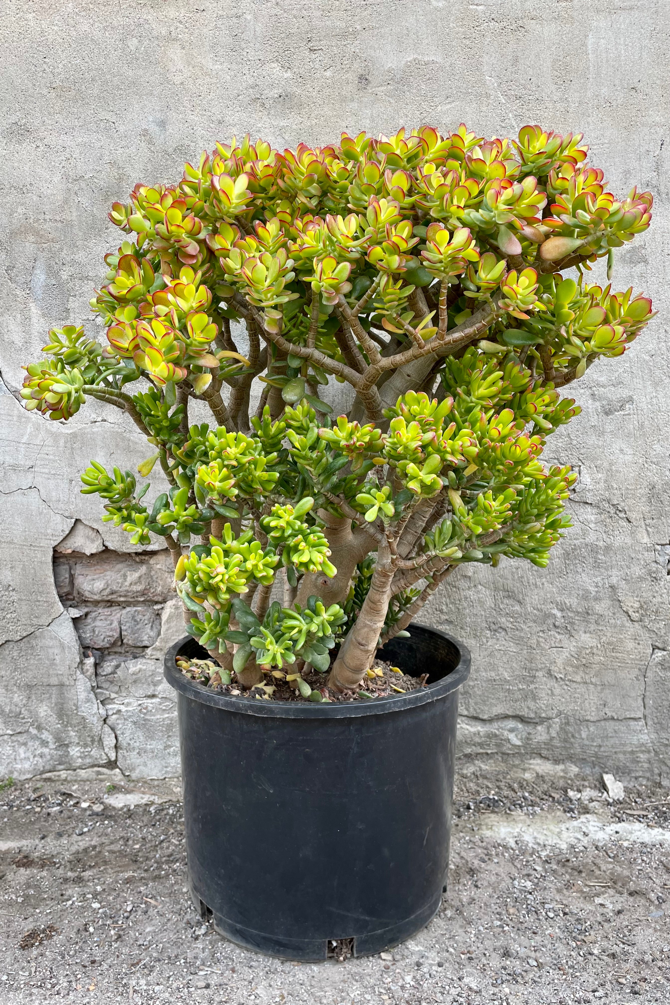 Crassula ovata 'Crosby' Jade Plant - 7 Gallon Large Succulent for Home, Office & Garden Decor | Perfect for Indoor Plants, Feng Shui & Gift Giving