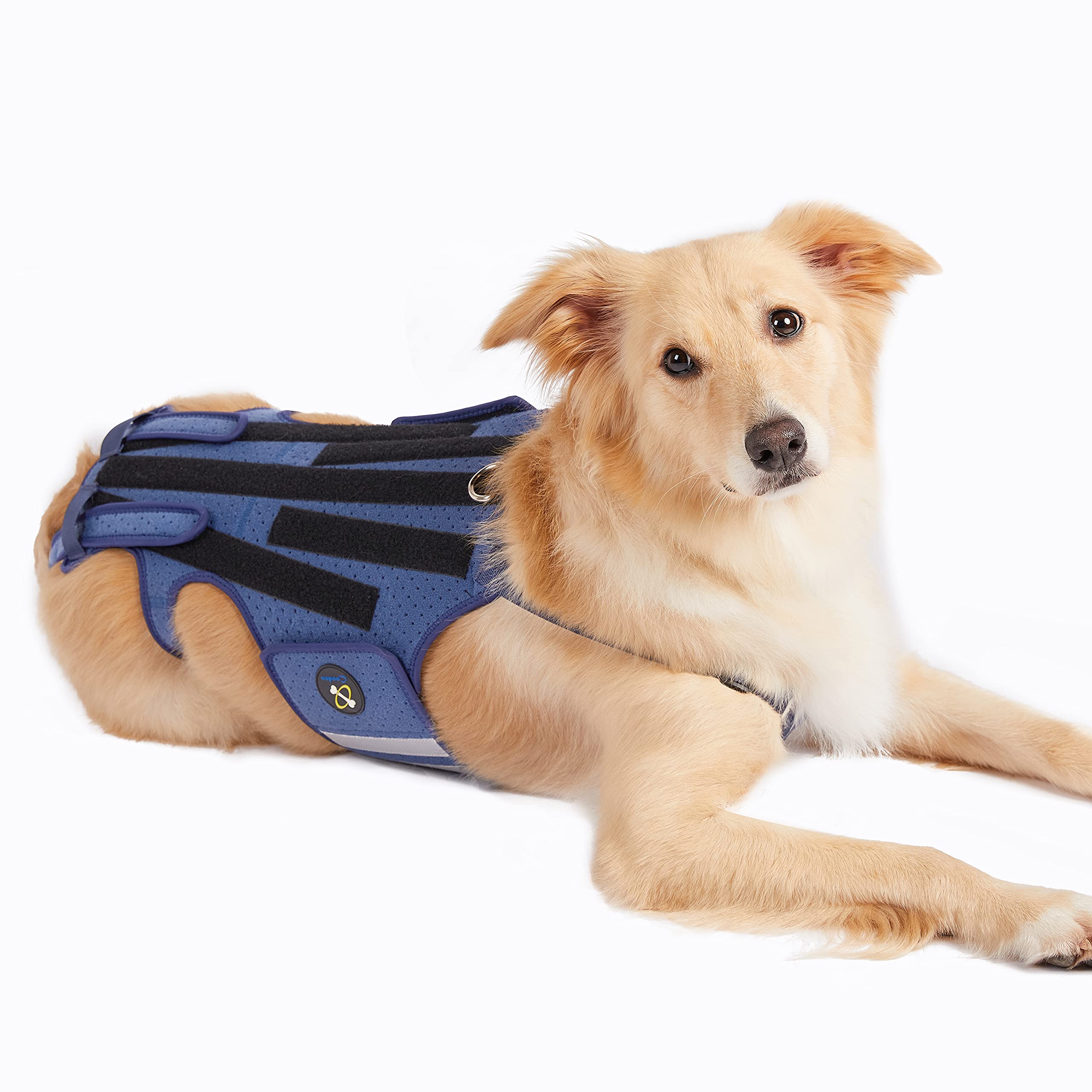 Coodeo Dog Back Brace for Arthritis & IVDD - Pain Relief, Surgical Recovery & Rehabilitation Support - Large Size - Ideal for Post-Surgery Care & Mobility Assistance