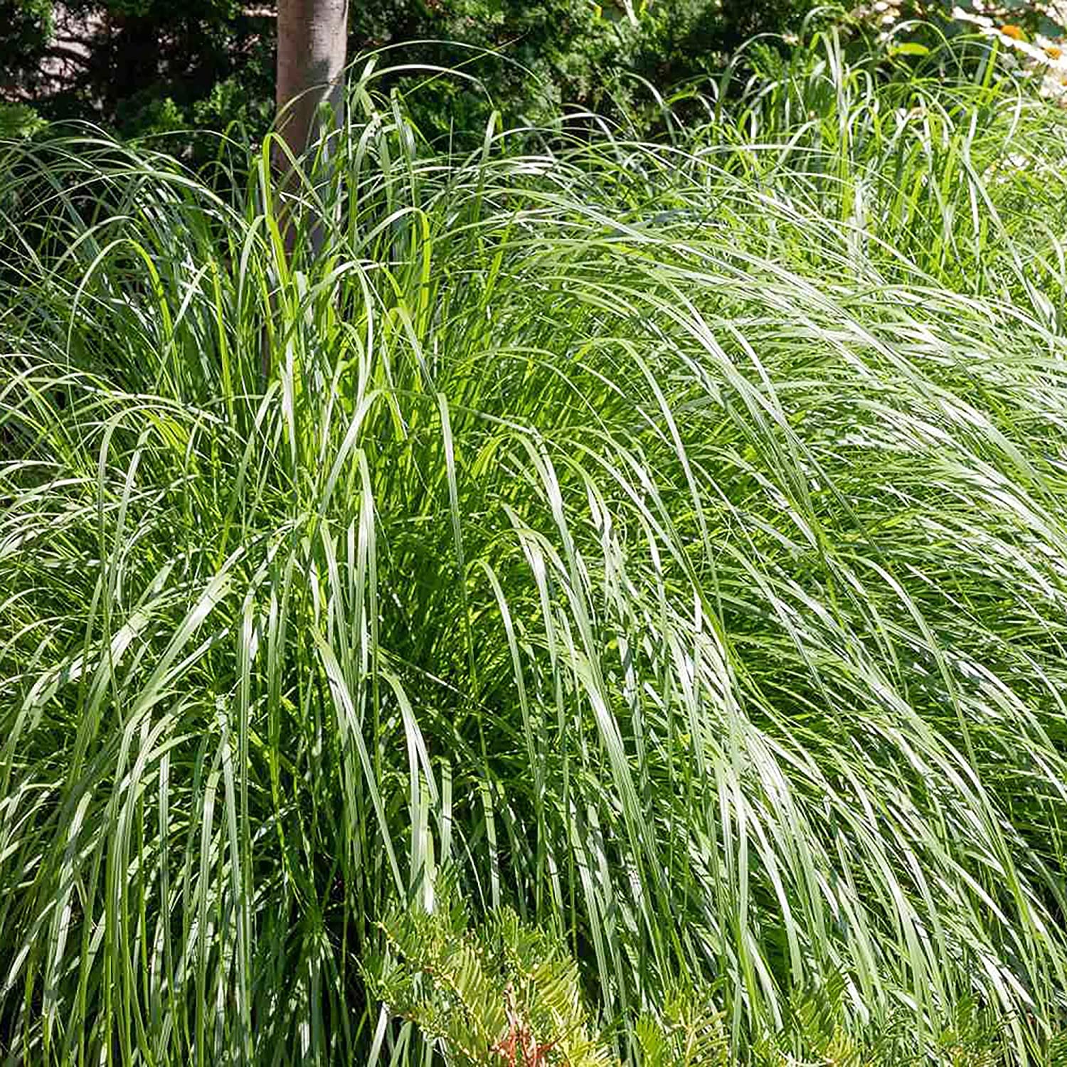 Organic Lemongrass Seeds for Planting - 1000+ Non-GMO Heirloom Herb Seeds for Indoor & Outdoor Gardens | Perfect for Cooking, Tea, and Aromatherapy