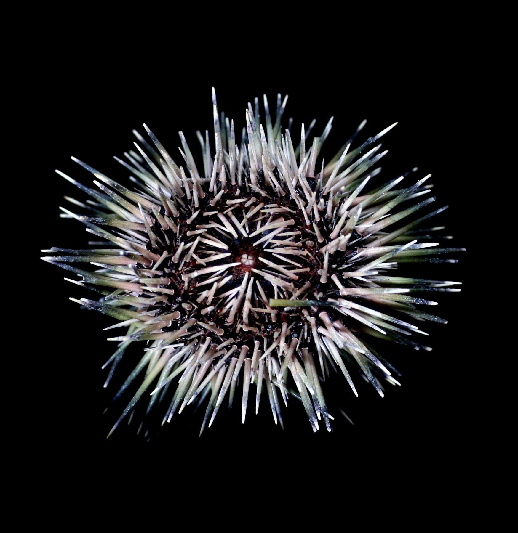 Pink Sea Urchin with Spines - Natural Ocean Decor for Aquariums, Beach Themed Parties & Coastal Home Decor