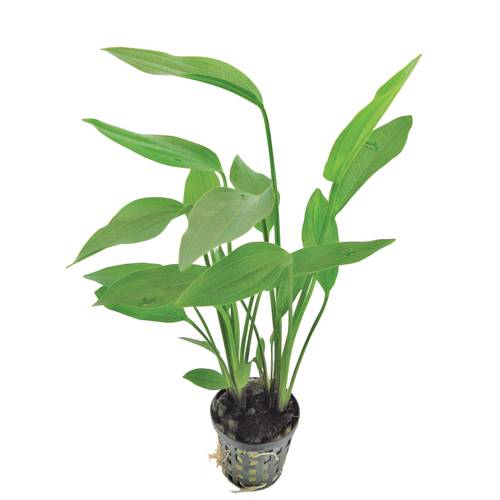 TCulture Echinodorus Argentinensis Live Aquatic Plant for Aquarium - Perfect for Fish Tank Decoration and Aquascaping