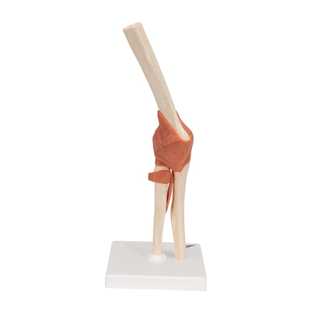 Premium Functional Elbow Joint Model - Anatomical Medical Demonstration Tool for Doctors, Students & Physical Therapists - Perfect for Classroom, Clinic & Home Study
