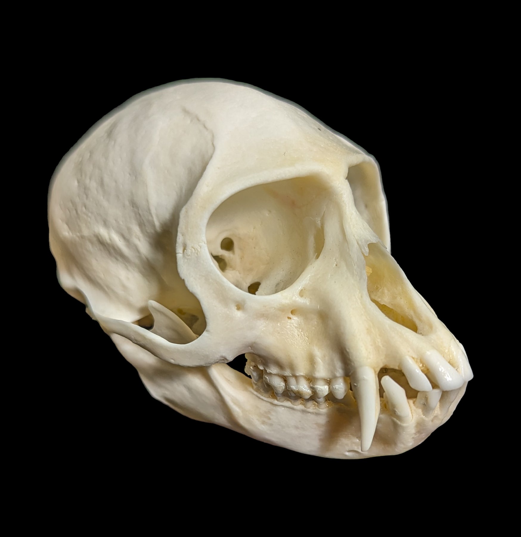 Vervet Monkey Skull Replica - Realistic Animal Skull Model for Science Education, Halloween Decor & Taxidermy Display - Perfect for Classroom, Museum & Gothic Home Decor