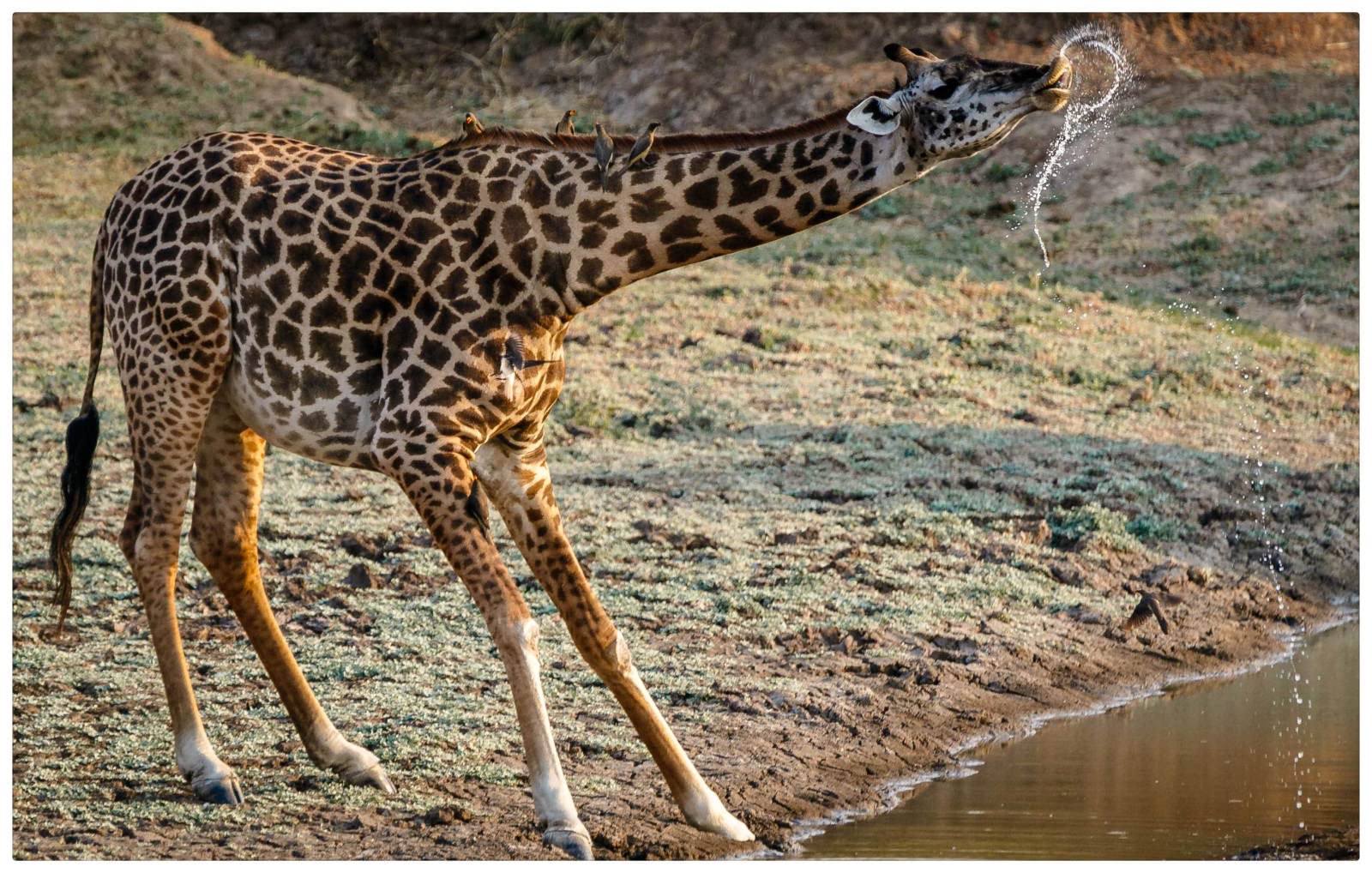 1000-Piece Wooden Jigsaw Puzzle for Adults - Funny Giraffe Drinking Water Art - Home Decor & Wall Art - Perfect for Relaxation, Family Game Night & Stress Relief