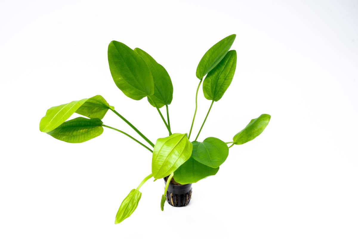 Echinodorus Ascherianus Aquatic Plant - Live Freshwater Aquarium Plant for Fish Tanks | Perfect for Aquascaping, Background Planting & Natural Habitat Setup