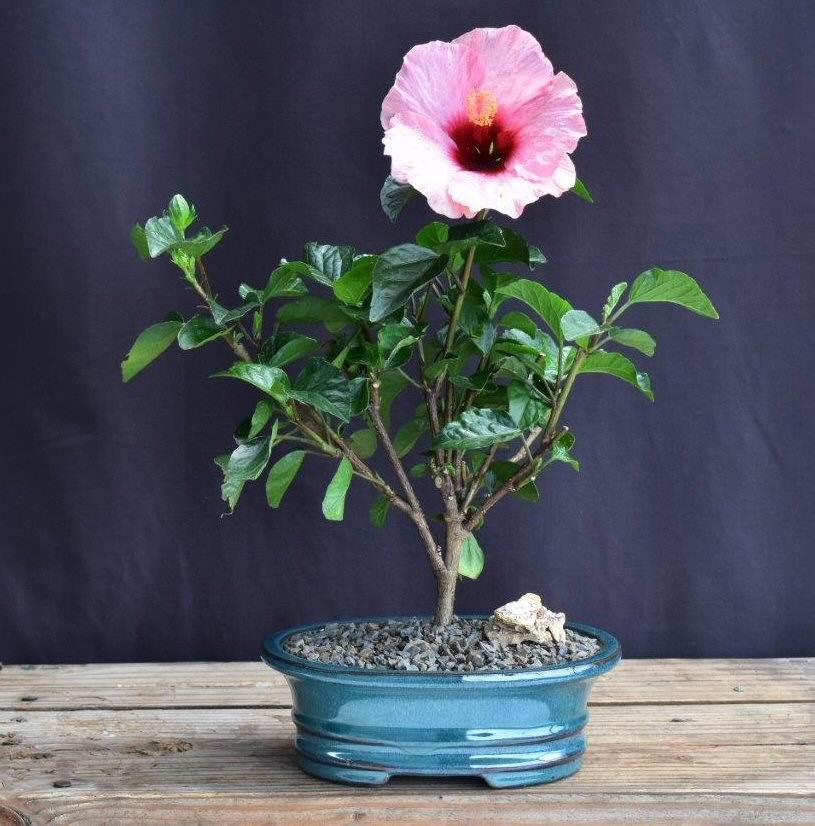 Pink Tropical Hibiscus Bonsai Tree - Live Flowering Plant for Home & Office Decor | Perfect for Indoor Gardening, Zen Spaces, and Gift Giving