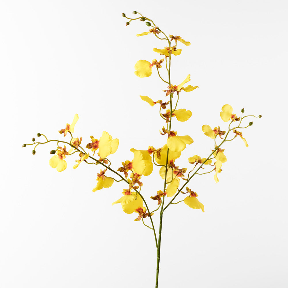 Yellow Dancing Lady Orchid - Oncidium Orchid Plant for Home & Office Decor - Perfect for Gifts, Weddings, and Indoor Gardening