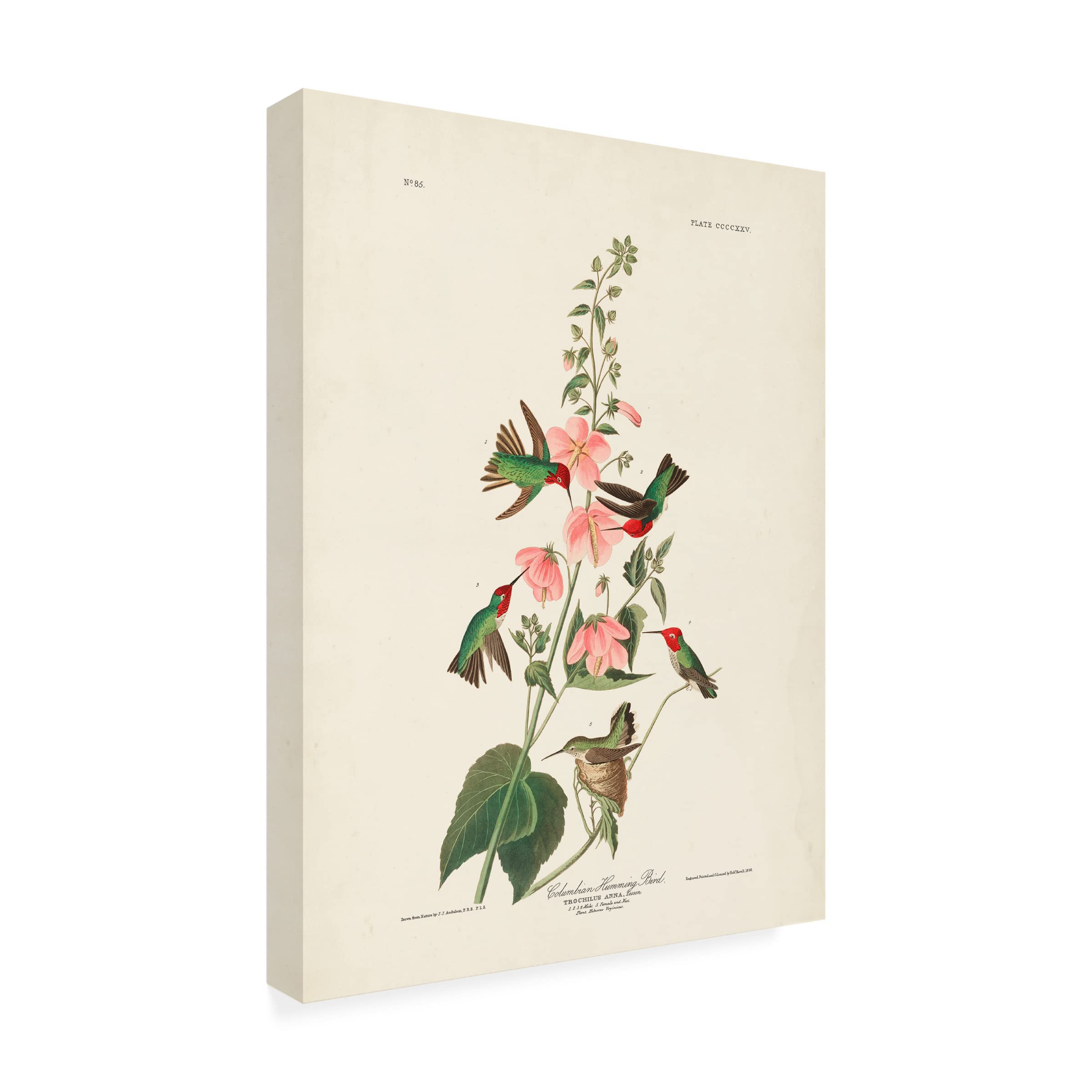 Trademark Fine Art 'Columbian Hummingbird' Canvas Wall Art by John James Audubon - 24x32 Inches - Vibrant Nature Decor for Living Room, Bedroom & Office