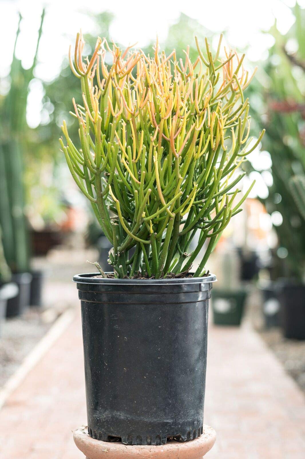 Pencil Cactus (Euphorbia Tirucalli) - 3 Live Succulent Plants in 6 Inch Pots - Low Maintenance Indoor Outdoor Houseplant for Home, Office, and Garden Decor