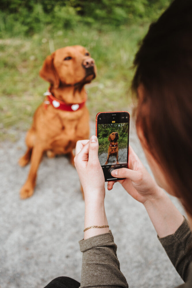 Alpen LOVE Dog Collars for Small & Medium Breeds - Adjustable, Durable & Stylish Pet Collar for Daily Walks & Outdoor Adventures