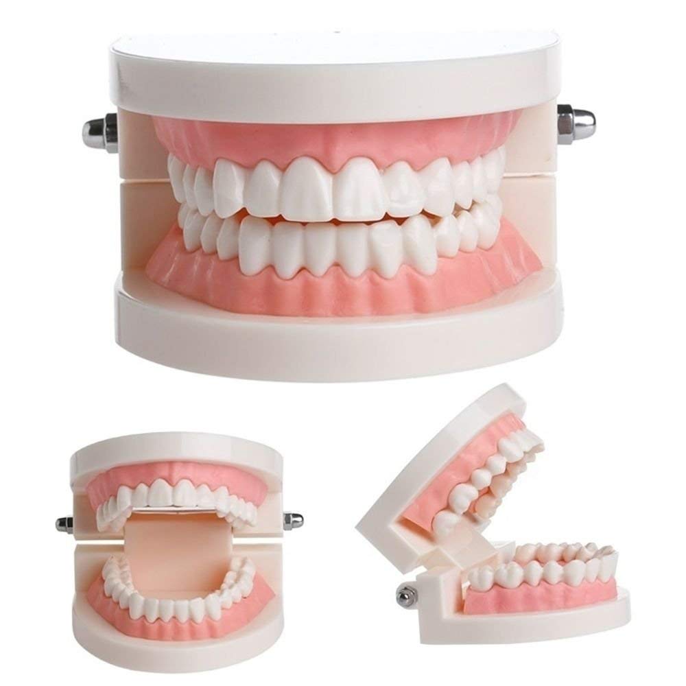 Human Dental Teeth Model for Oral Structure Teaching & Orthodontic Demonstration - Educational Tooth Model for Students, Kids, Adults & Dentists - Perfect for Classroom, Dental Office & Home Study (B0966FXBKN)