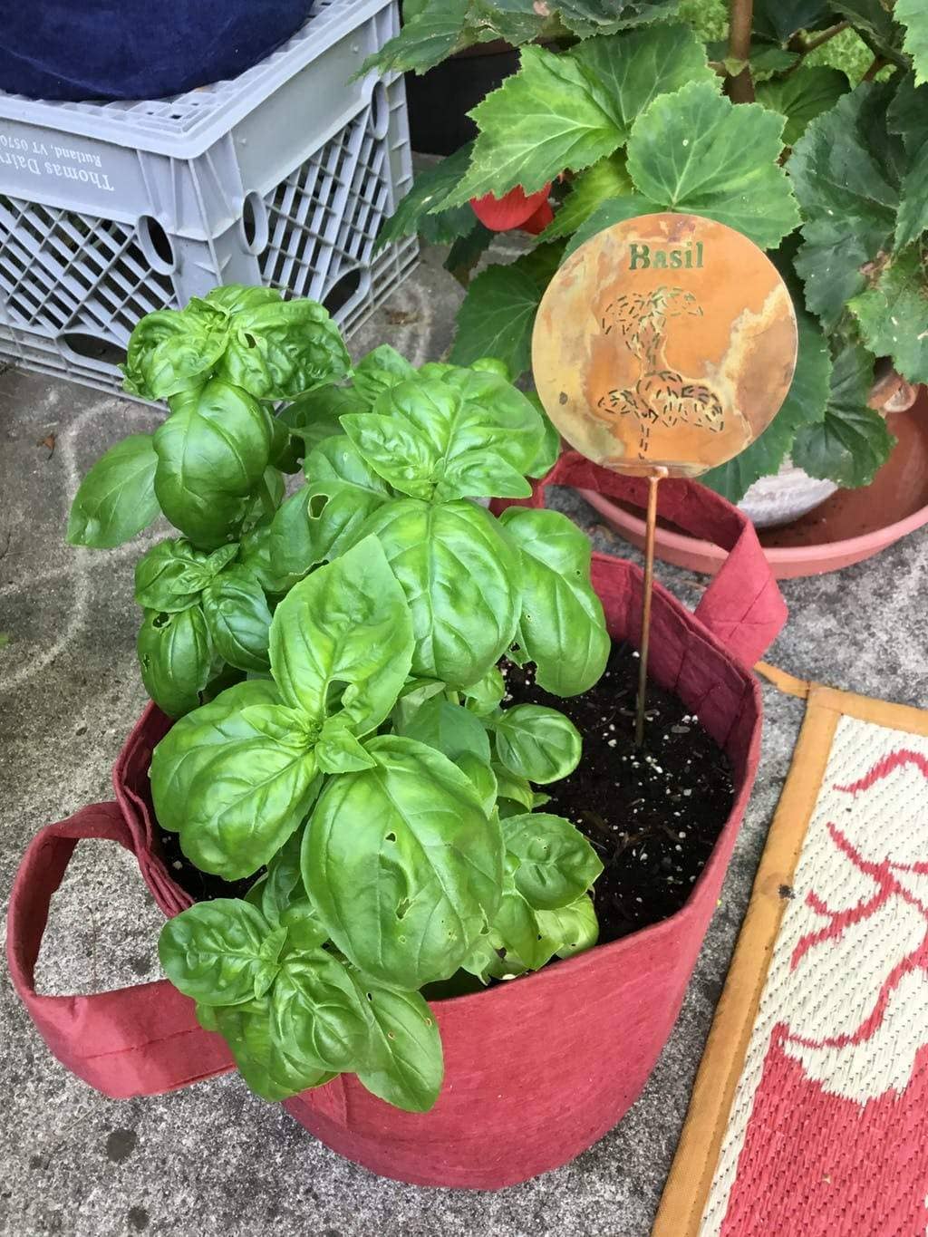Organic Basil Herb Garden Stake - Handcrafted Plant Marker for Indoor & Outdoor Herb Gardens - Perfect for Kitchen Gardens, Windowsill Planters, and Backyard Herb Gardens