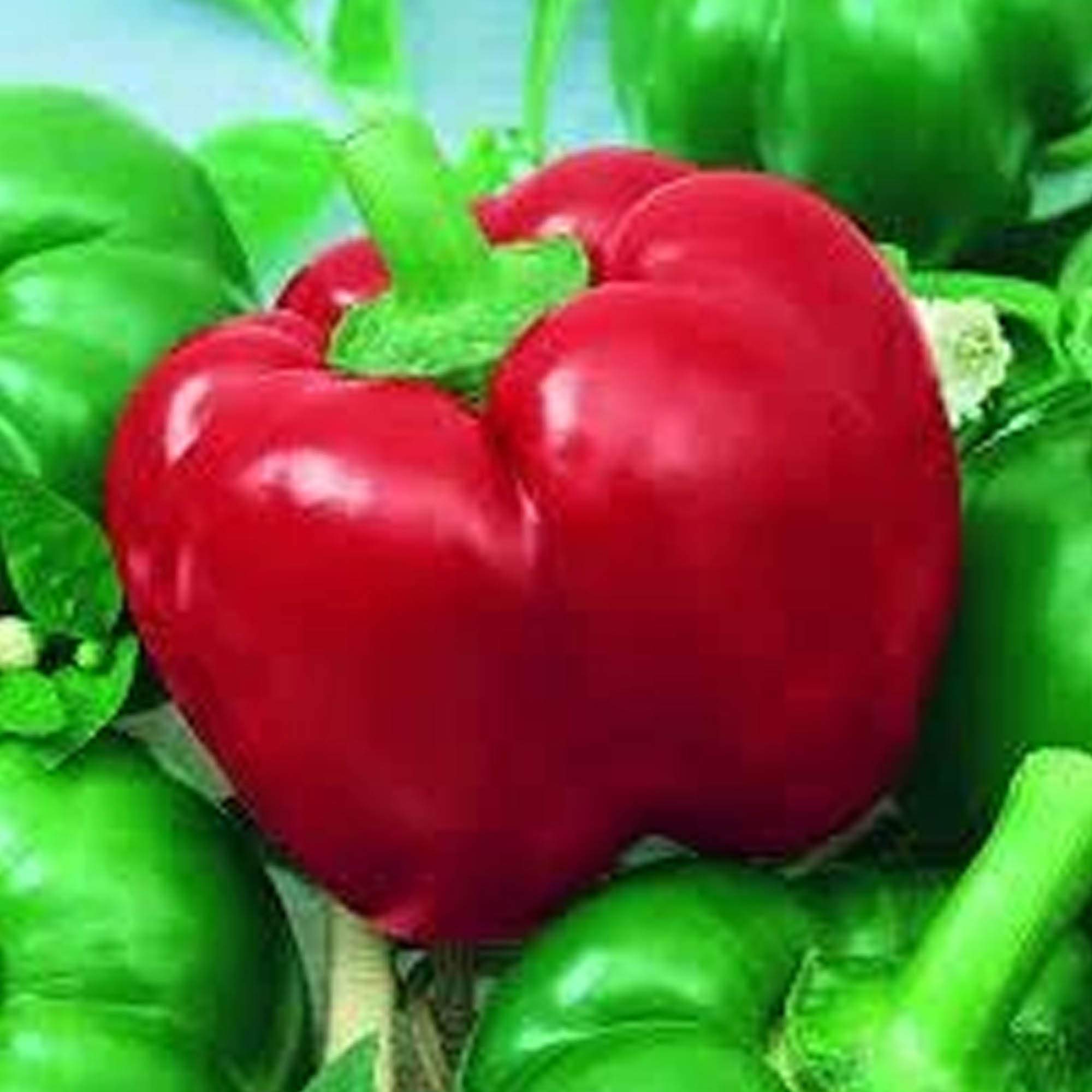 MexiBell Hybrid F1 Hot Pepper Seeds - 750 Non-GMO Seeds Pack for Home Gardening - Mild Heat Chili Peppers for Salsas, Salads & Mexican Cuisine