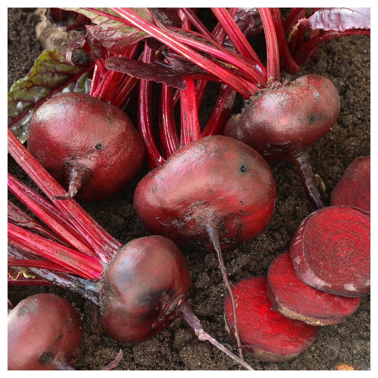 Organic Crosby's Egyptian Beet Seeds - 1 Oz Non-GMO Heirloom Seeds in Gold Vault Packet by Everwilde Farms - Perfect for Home Gardening, Canning & Healthy Snacks