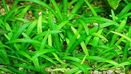 10x Dwarf Sagittaria Subulata Live Aquarium Plants - Freshwater Aquatic Carpeting Plants for Fish Tanks (Buy 2 Get 1 Free) - Perfect for Aquascaping, Foreground Planting & Shrimp Tanks