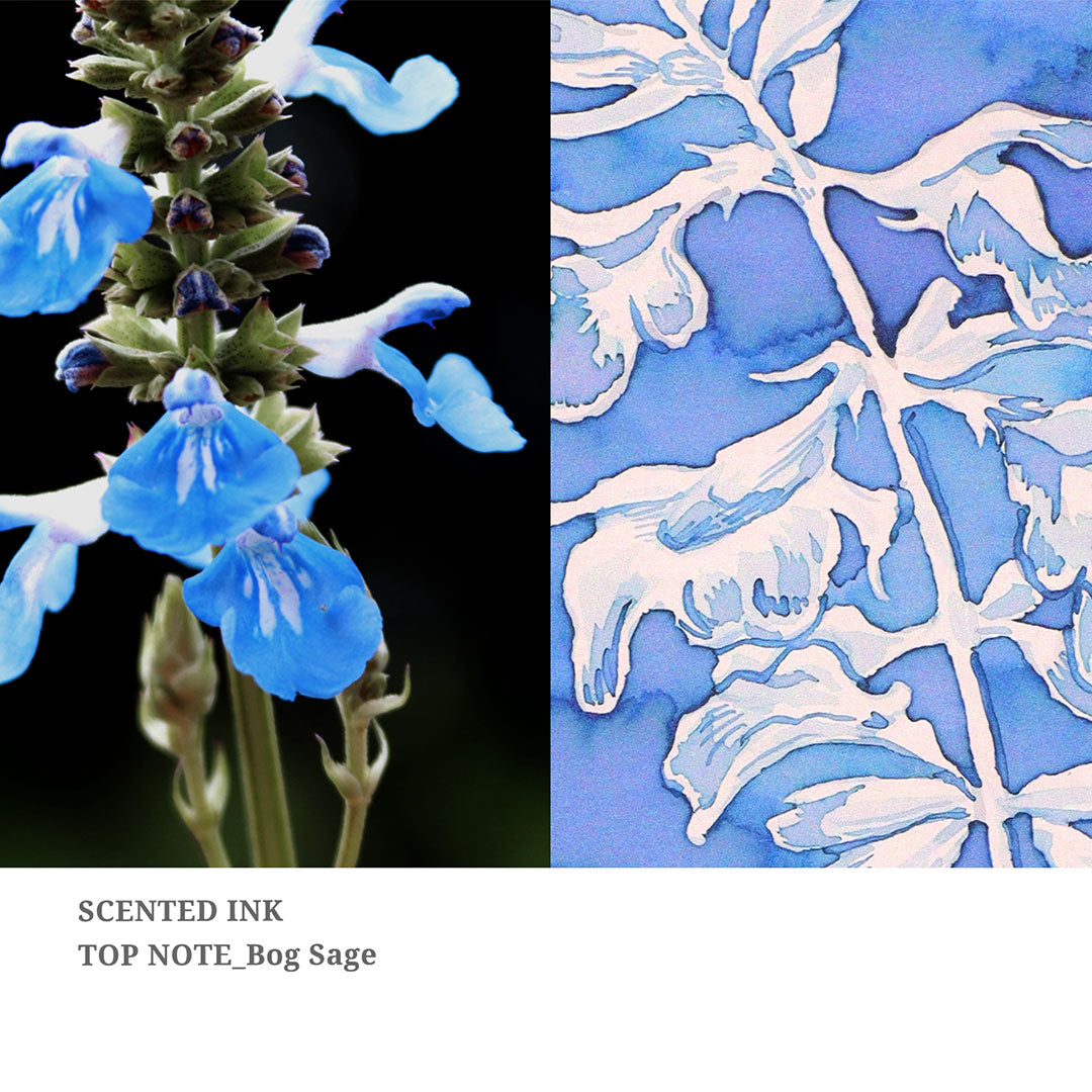 Bog Sage
