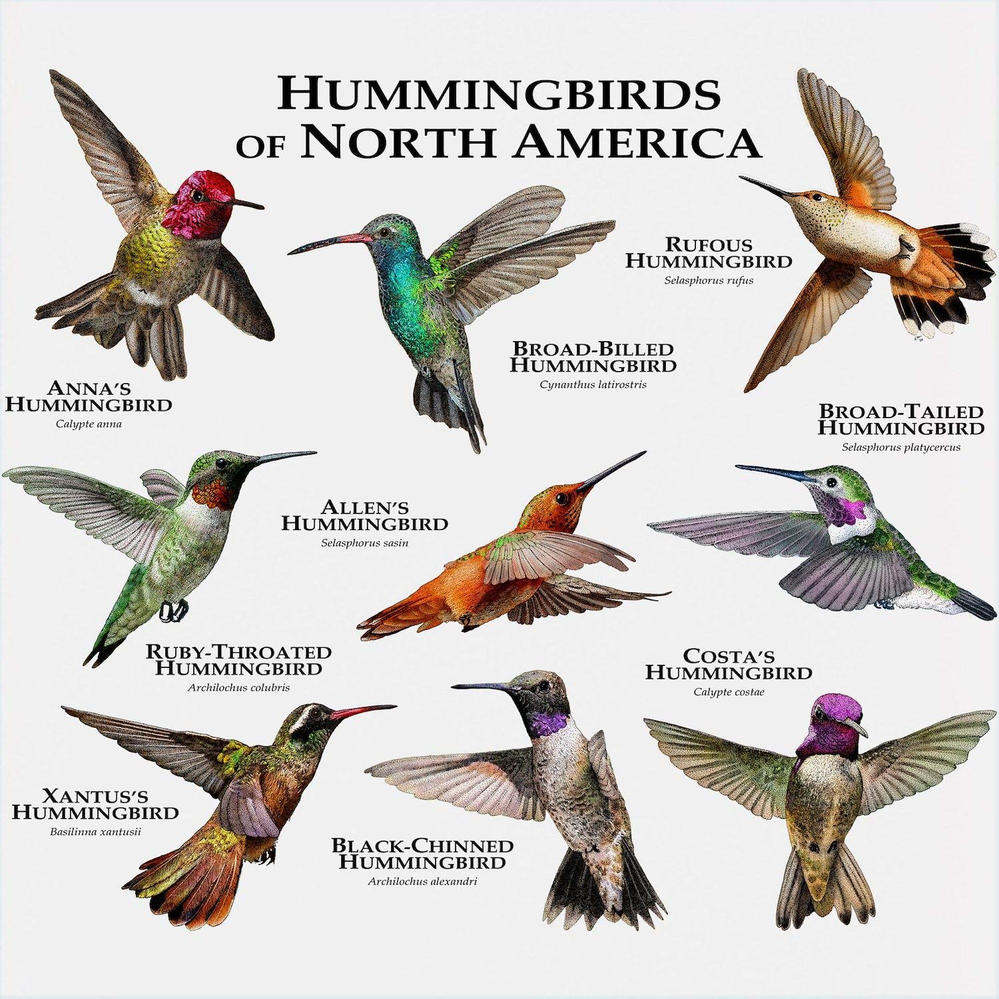 Hummingbirds of North America 17oz Ceramic Latte Mug - Perfect for Coffee, Tea & Hot Drinks at Home or Office