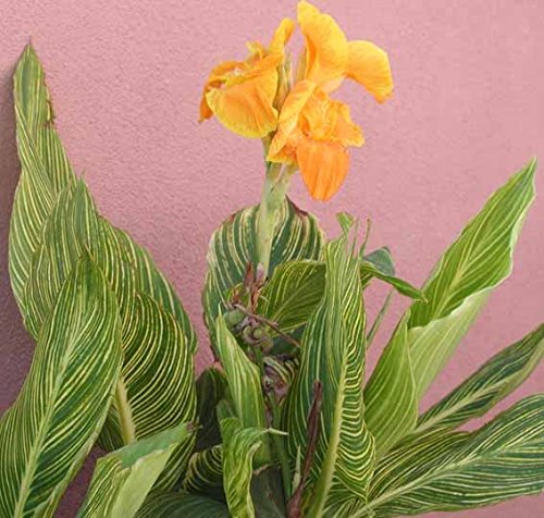 Pretoria Flowering Canna Lily Bulbs - Large Rhizomes for Vibrant Tropical Garden Flowers | Perfect for Landscaping, Borders & Container Gardening