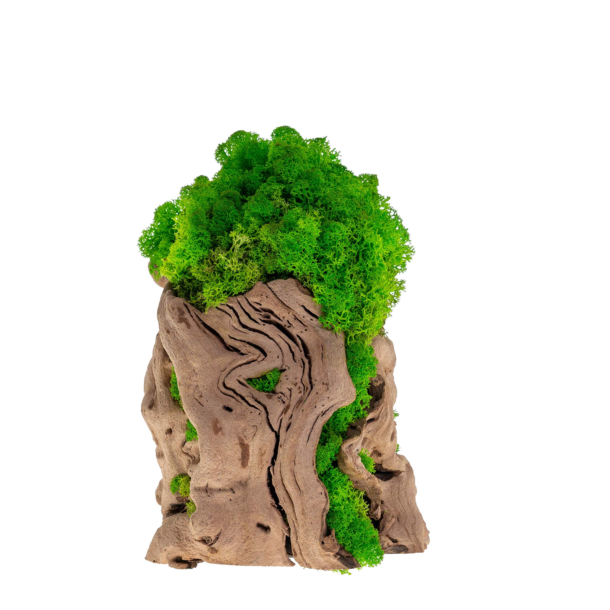Preserved Moss Tree Art - Realistic Indoor Plants No Watering Needed, Non-Toxic Home & Office Décor - Perfect for Zen Spaces, Tabletops, and Modern Interior Design