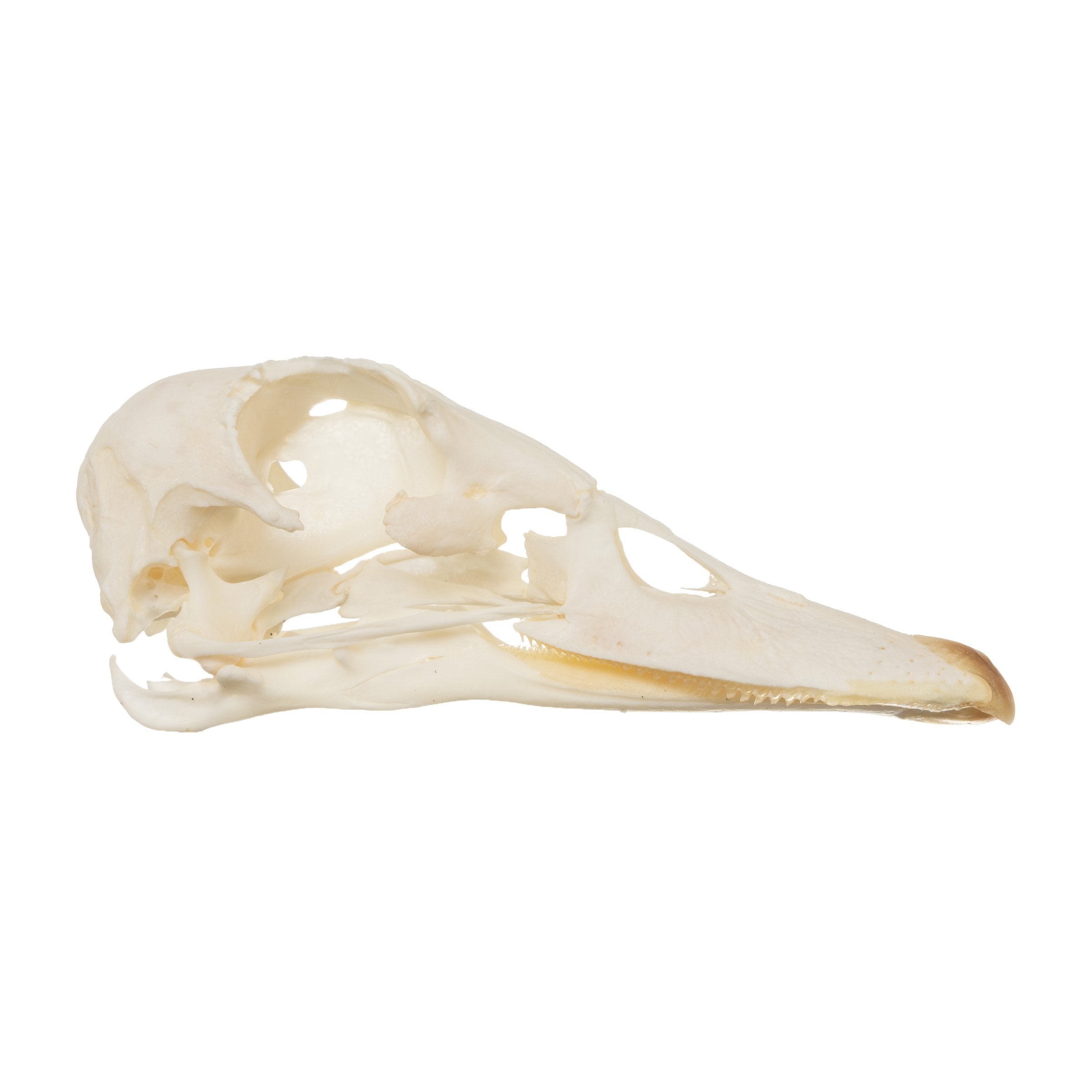 Authentic Real Muscoly Duck Skull - Natural Bone Specimen for Taxidermy, Oddities Collection, and Gothic Decor - Perfect for Halloween, Dark Aesthetic, and Science Education