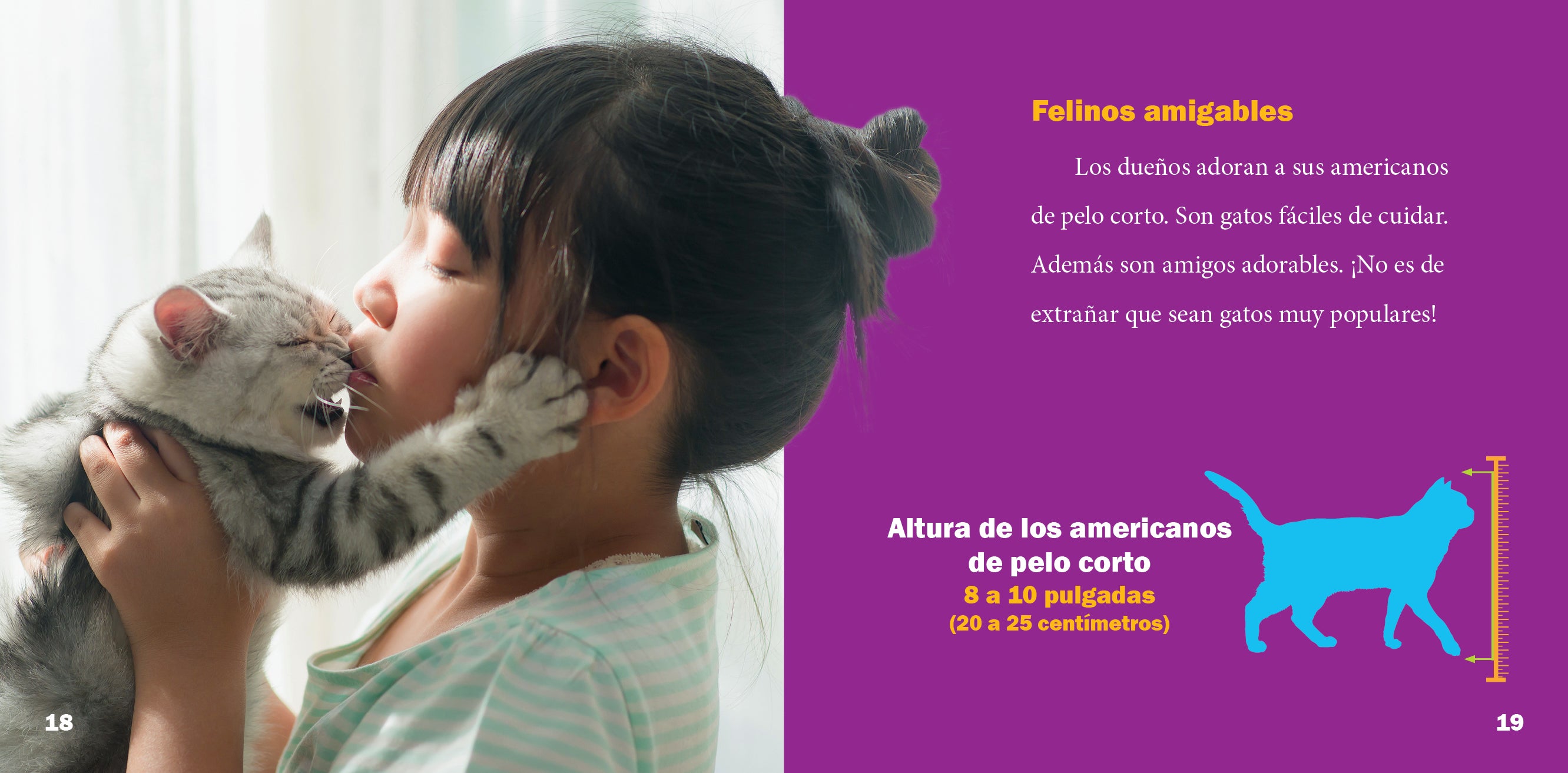 American Shorthair Cat - Playful & Affectionate Companion for Families & Pet Lovers | Perfect for Home, Office & Therapy Settings