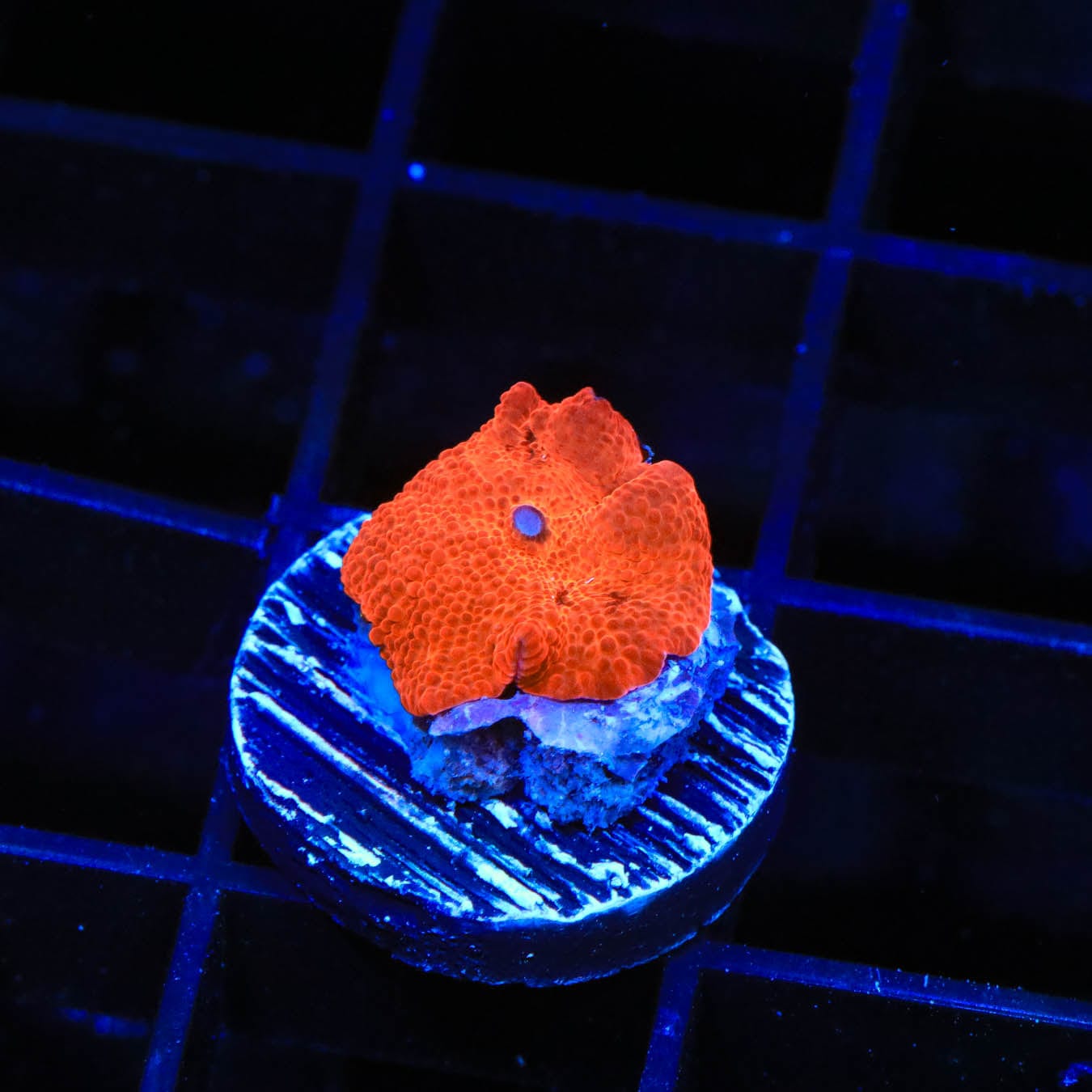 Vibrant Atomic Orange Mushroom Coral for Saltwater Aquariums - Perfect for Reef Tanks & Marine Decor
