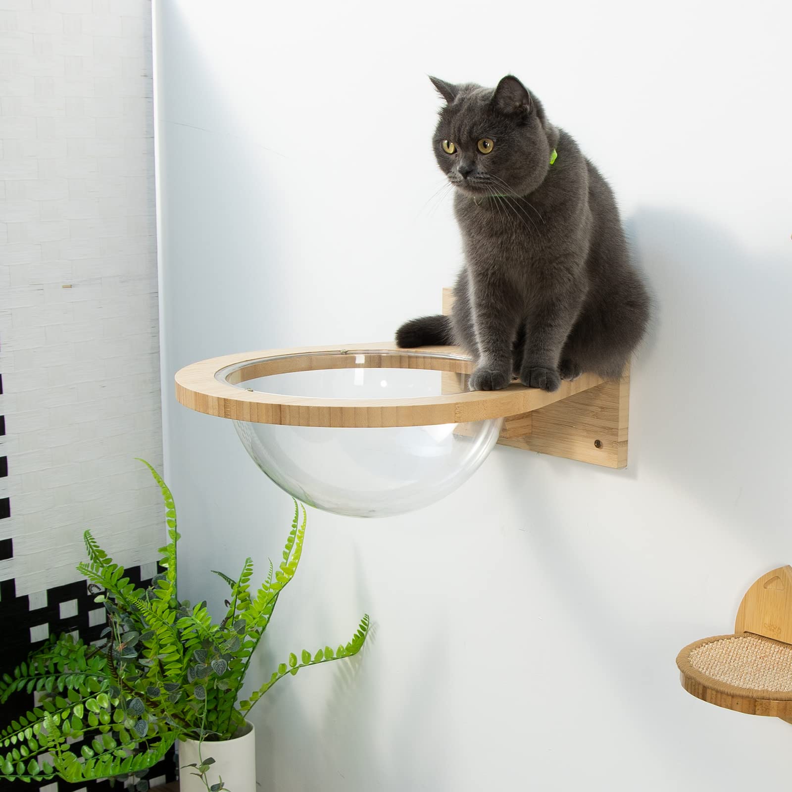 Yangbaga Wall Mounted Bamboo Cat Hammock - Durable Transparent Cat Bed & Furniture for Kittens & Adult Cats - Cat Wall Shelves for Sleeping & Resting (Cat Capsule) - Perfect for Small Spaces & Cat Lounging Areas