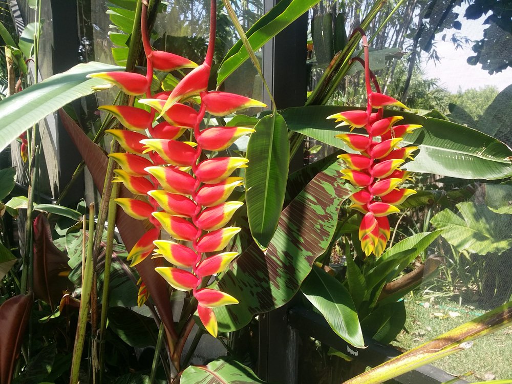 Heliconia Rostrata 'Hanging Lobster Claw' Live Tropical Plant - Exotic Bird of Paradise Flower with Rhizome for Garden & Landscaping | Perfect for Poolside, Patio Decor & Tropical Gardens