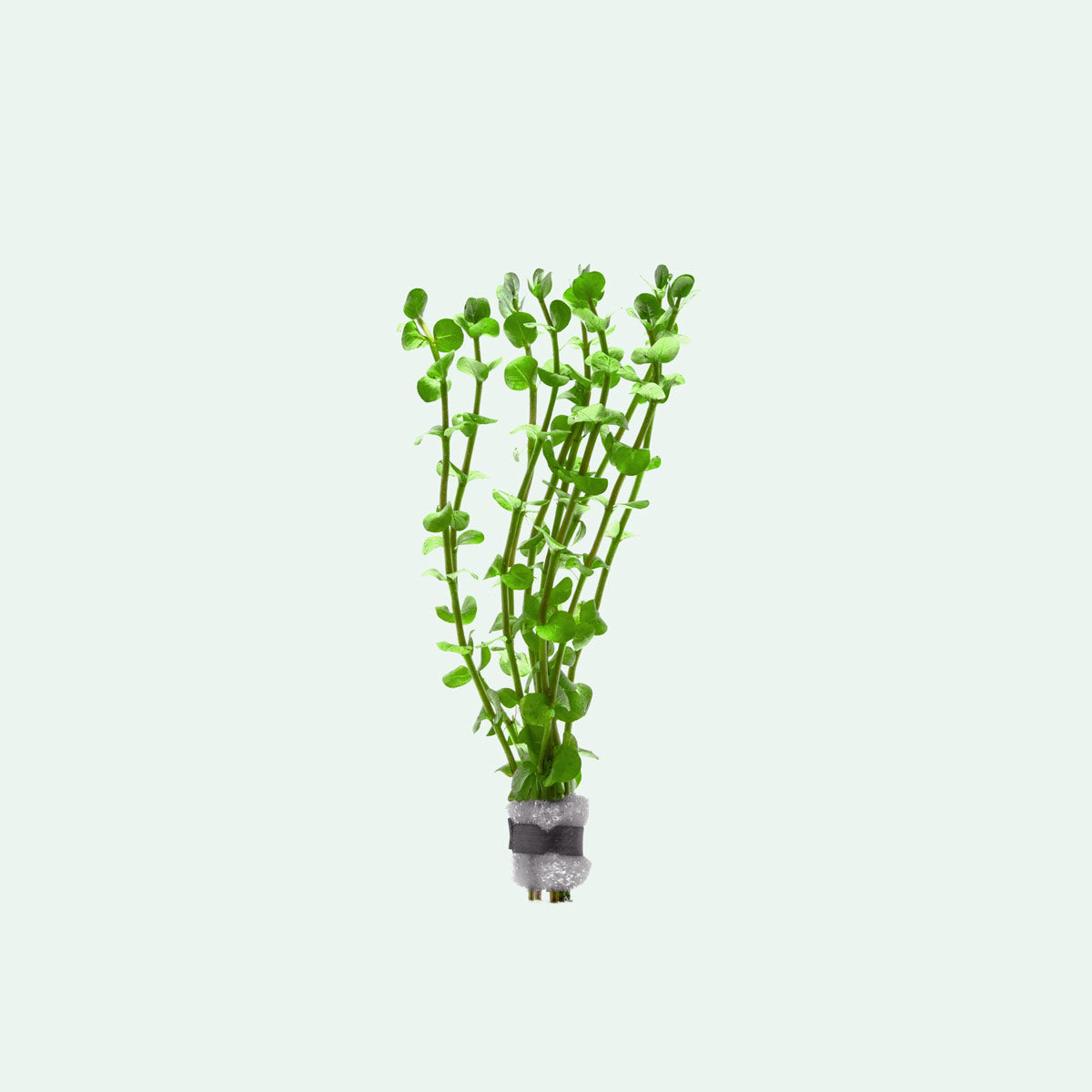 Rotala Mexicana Aquatic Plant for Freshwater Aquariums - Perfect for Aquascaping, Fish Tanks & Planted Aquariums