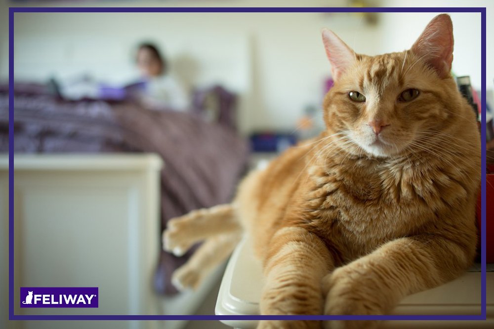 FELIWAY CLASSIC Diffuser Refill 3-Pack (90 Day Supply) - Calming Solution for Cats to Reduce Stress, Urine Spraying & Scratching - Compatible with FELIWAY Diffusers - Perfect for Multi-Cat Homes, Travel & Vet Visits