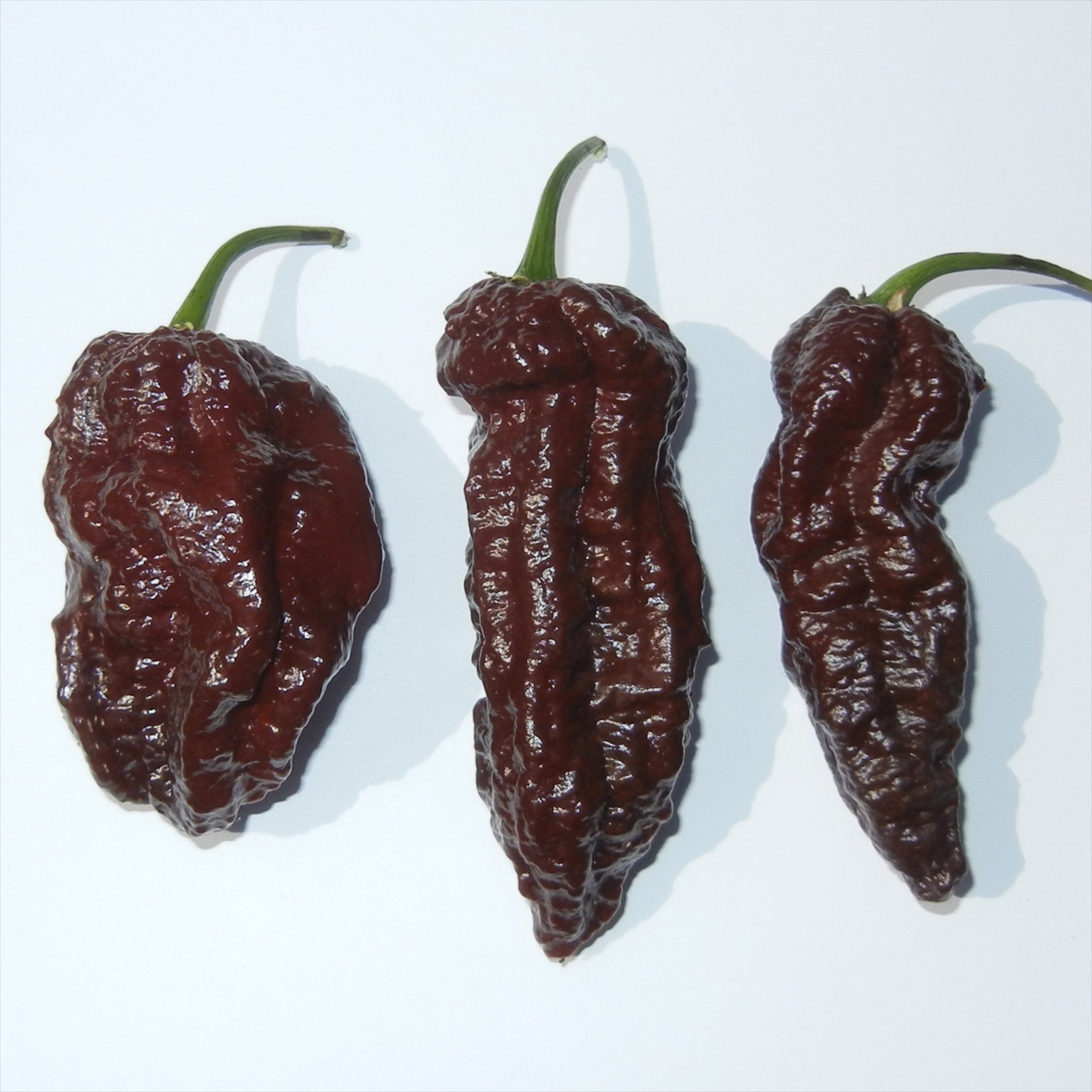 Bhut Jolokia Chocolate Ghost Pepper - Super Hot Chili Peppers for Cooking, Sauces & Spicy Recipes - Perfect for Home Chefs & Heat Lovers