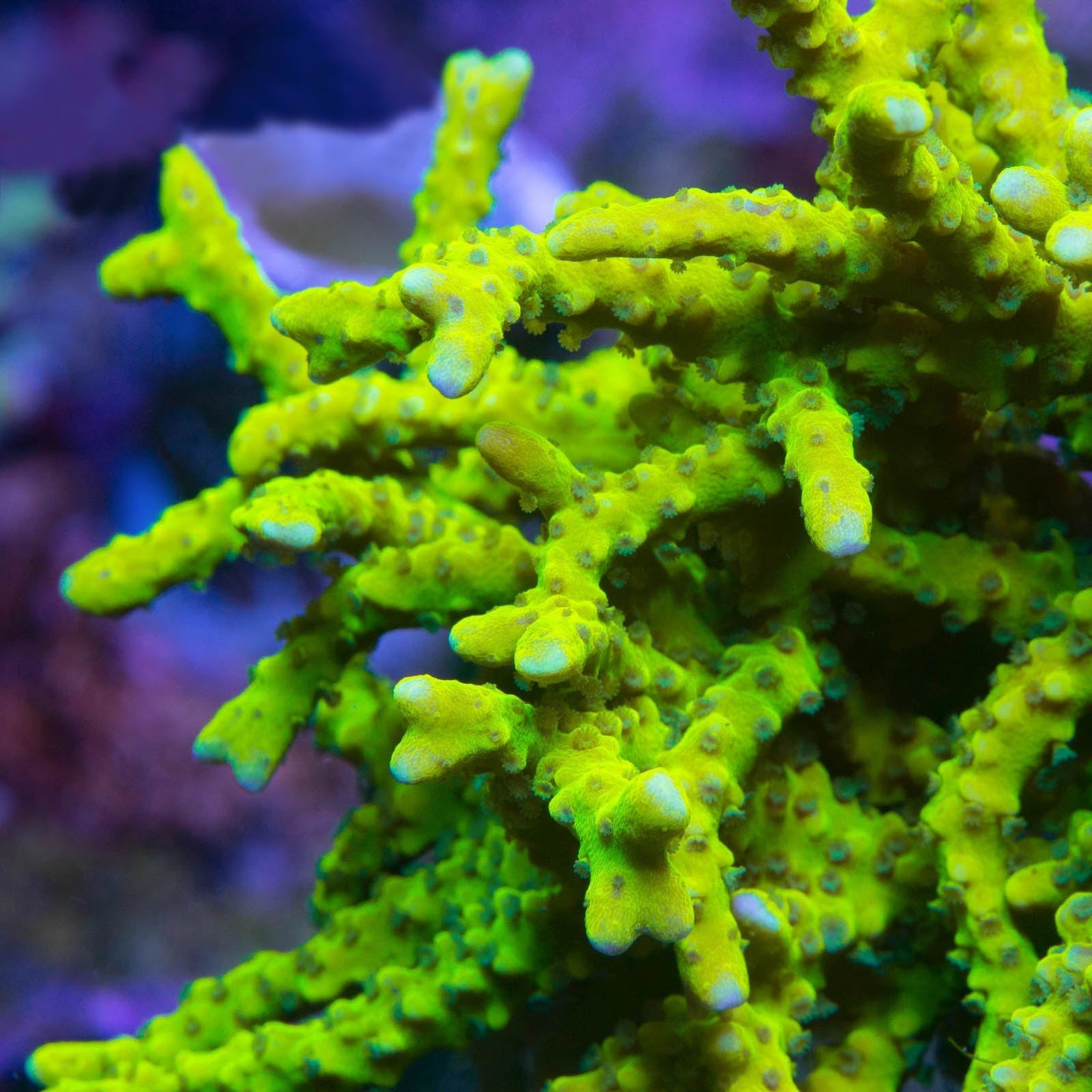 Premium CB The Thing Anacropora Coral for Saltwater Aquariums - Vibrant Live Coral for Reef Tanks & Marine Aquascaping | Perfect for Beginners & Advanced Hobbyists