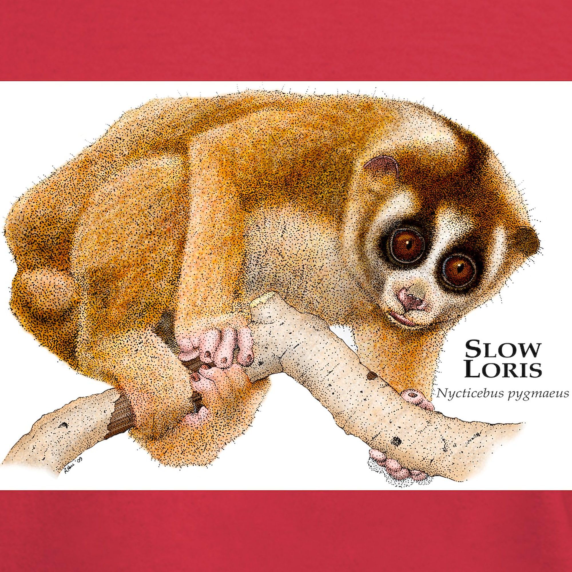Slow Loris Dark T-Shirt for Men - 100% Cotton Classic Graphic Tee | Casual Wear, Animal Lover Gift, Streetwear Fashion