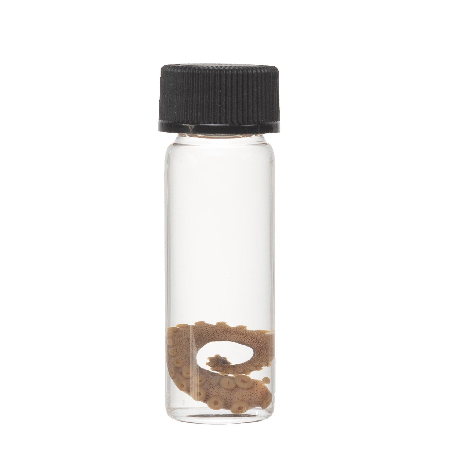 Authentic Real Tentacle Wet Specimen - Preserved Marine Biology Specimen for Science Education & Oddity Collectors | Perfect for Classroom Display, Gothic Decor & Curiosity Cabinets