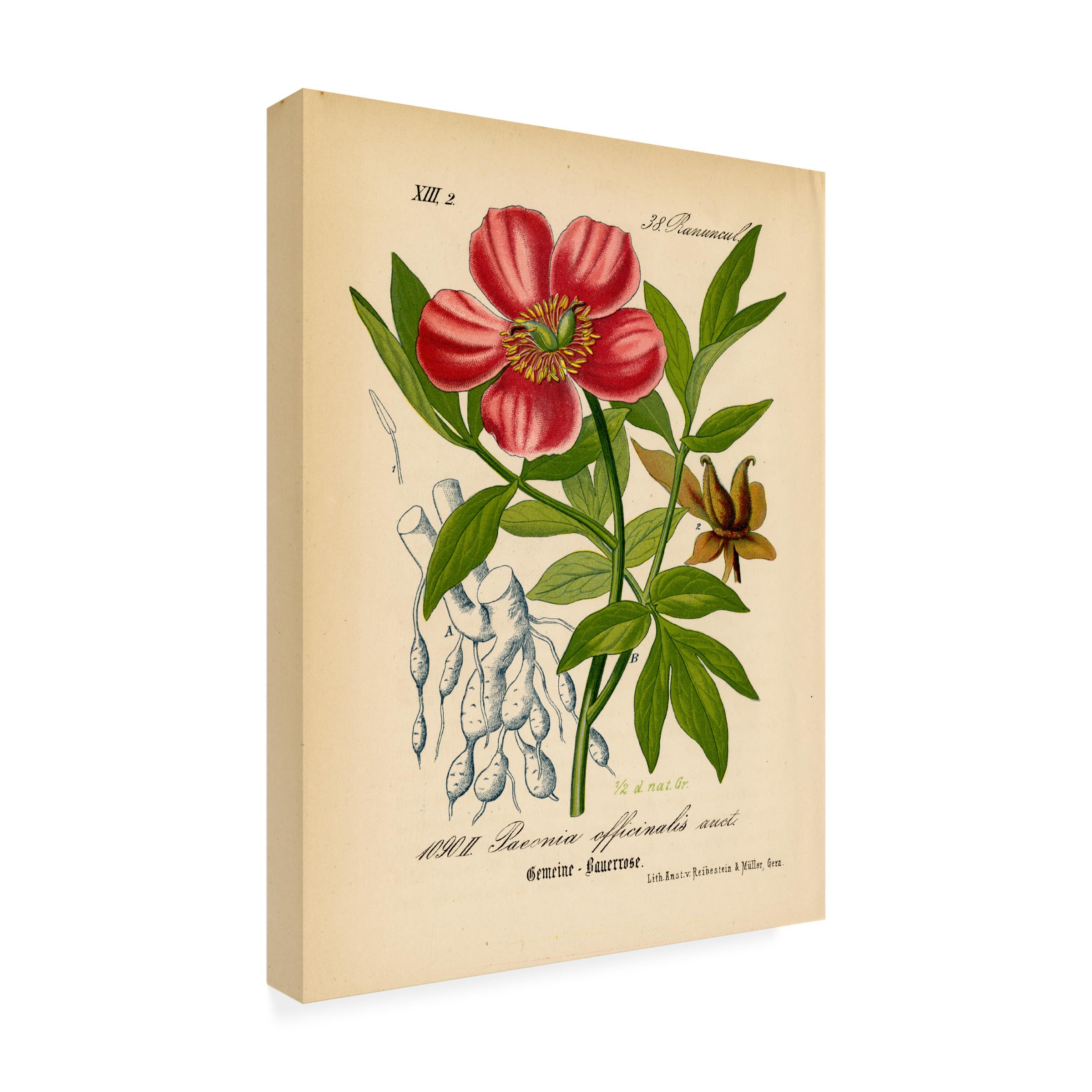 Trademark Fine Art 'Paeonia Officinalis' Floral Canvas Wall Art Print - Handmade Botanical Decor for Living Room, Bedroom & Office