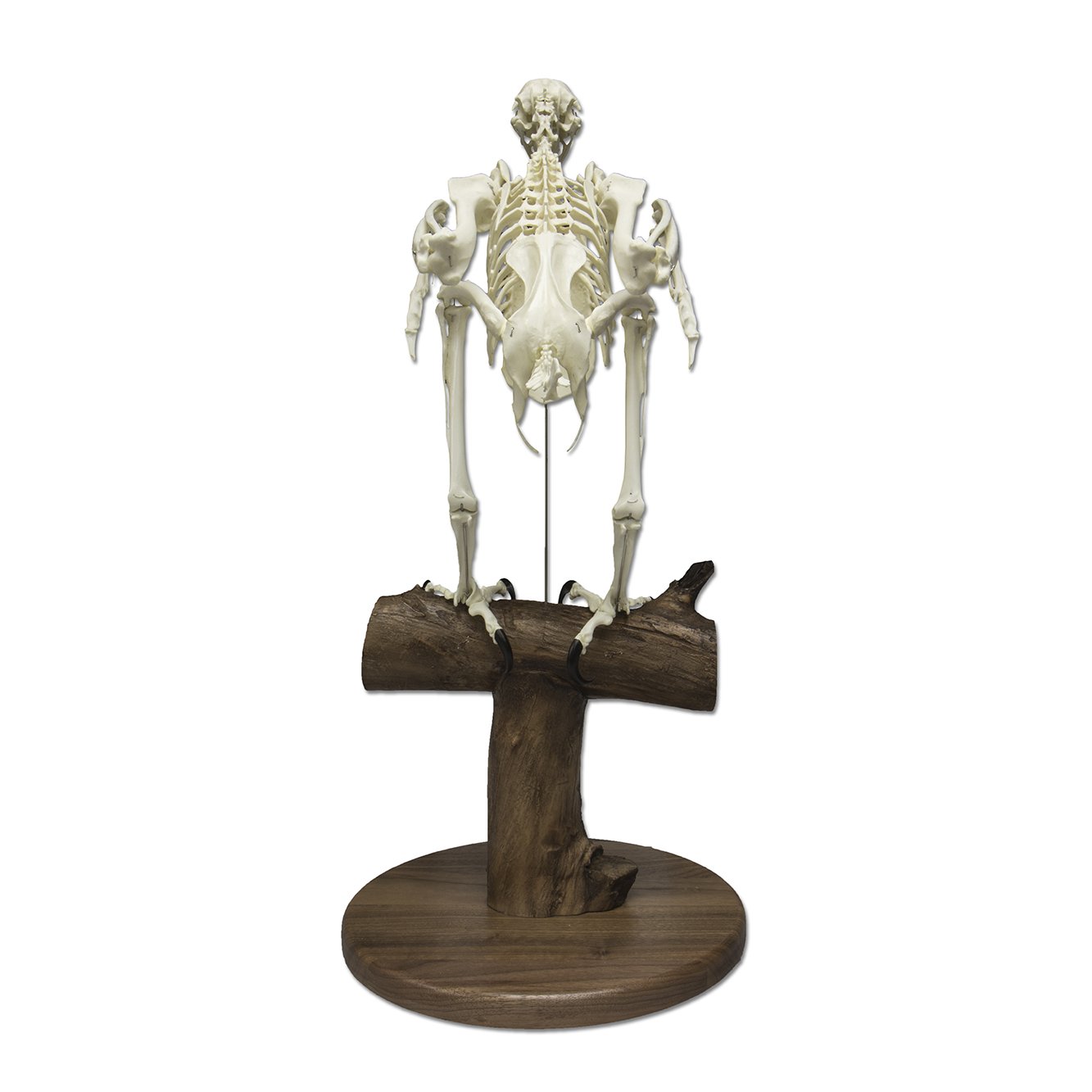 Authentic Replica Bald Eagle Skeleton Model - Lifelike Taxidermy Display for Educational, Home Decor & Halloween Props