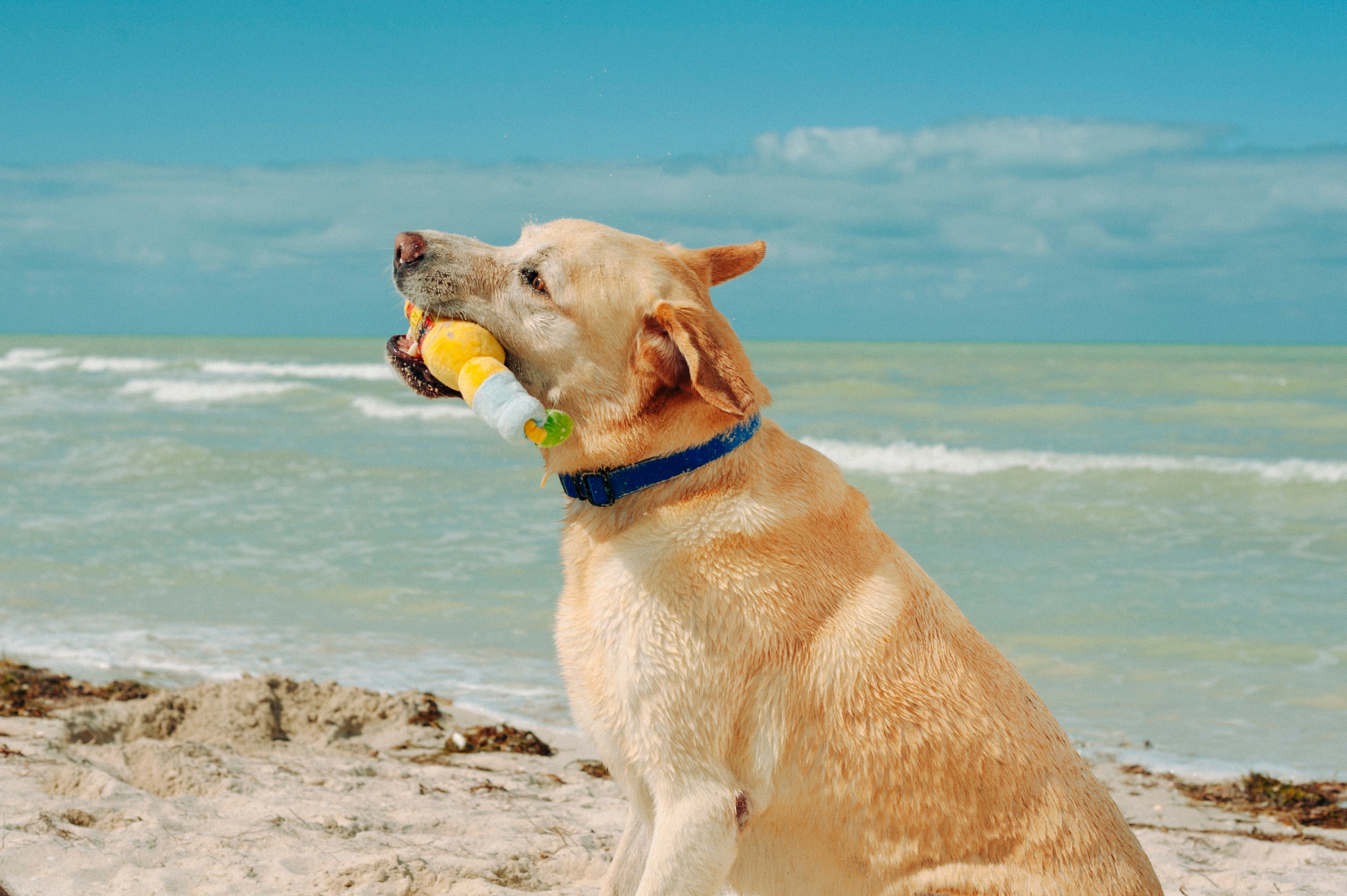 Tropical Paradise™ Dog Plush Toy - La Cerveza Tropical Beer-Shaped Chew Toy for Dogs | Durable & Soft Pet Play Toy for Small, Medium & Large Breeds | Perfect for Playtime, Training & Cuddling