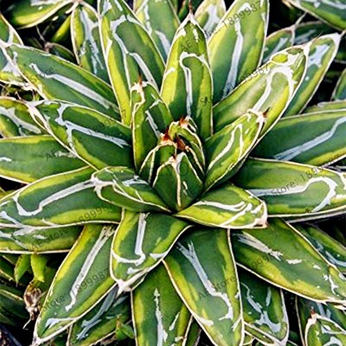 100pcs Organic Aloe Vera Seeds for Planting - Fresh Dichondra Edible Seeds - Grow Your Own Aloe Plants at Home - Perfect for Indoor Herb Gardens, Kitchen Gardening & DIY Landscaping Projects