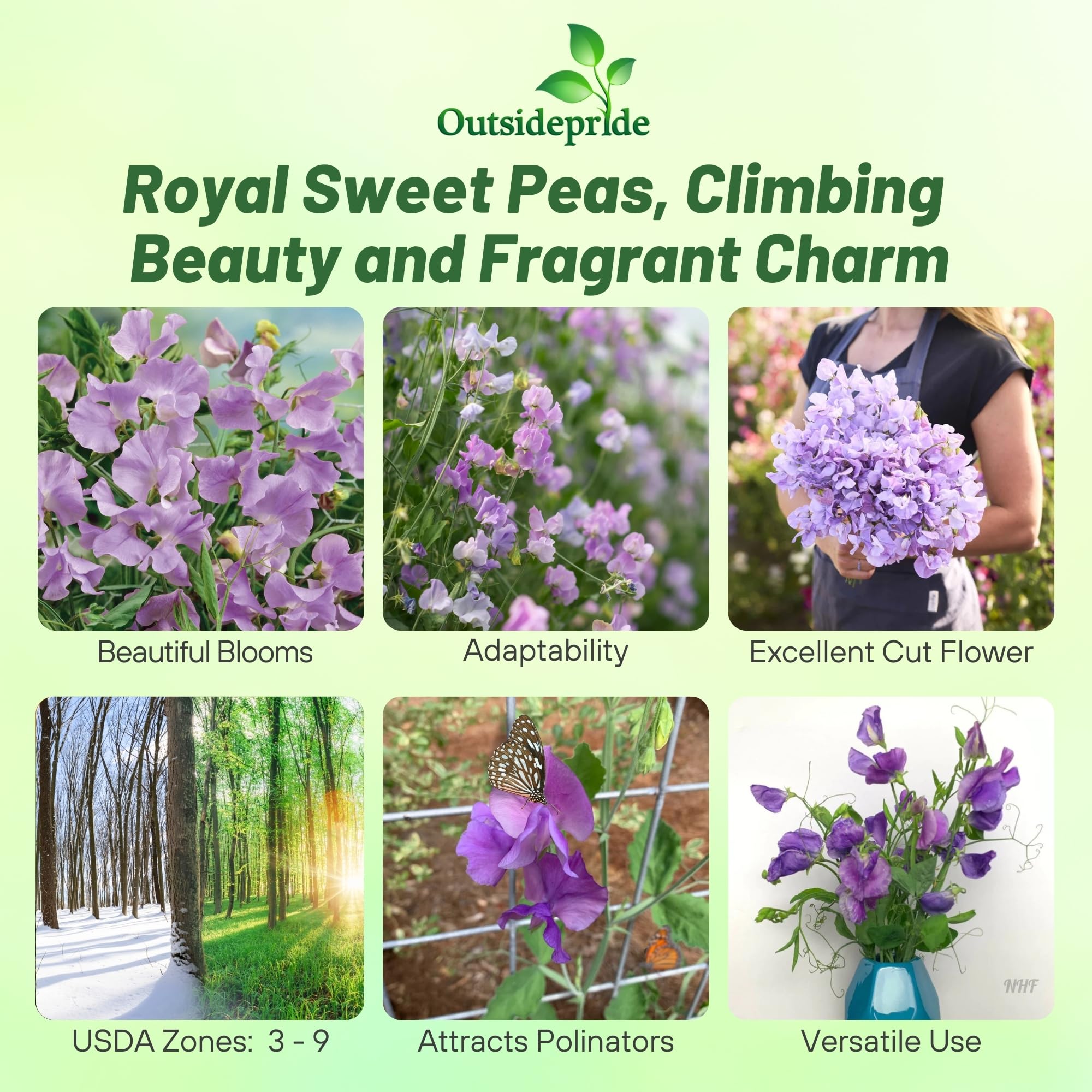 Outsidepride 250 Seeds - Sweet Peas Royal Lavender Vine (Lathyrus Odoratus) for Planting - Fragrant Annual Flower Seeds for Garden, Trellis & Landscaping