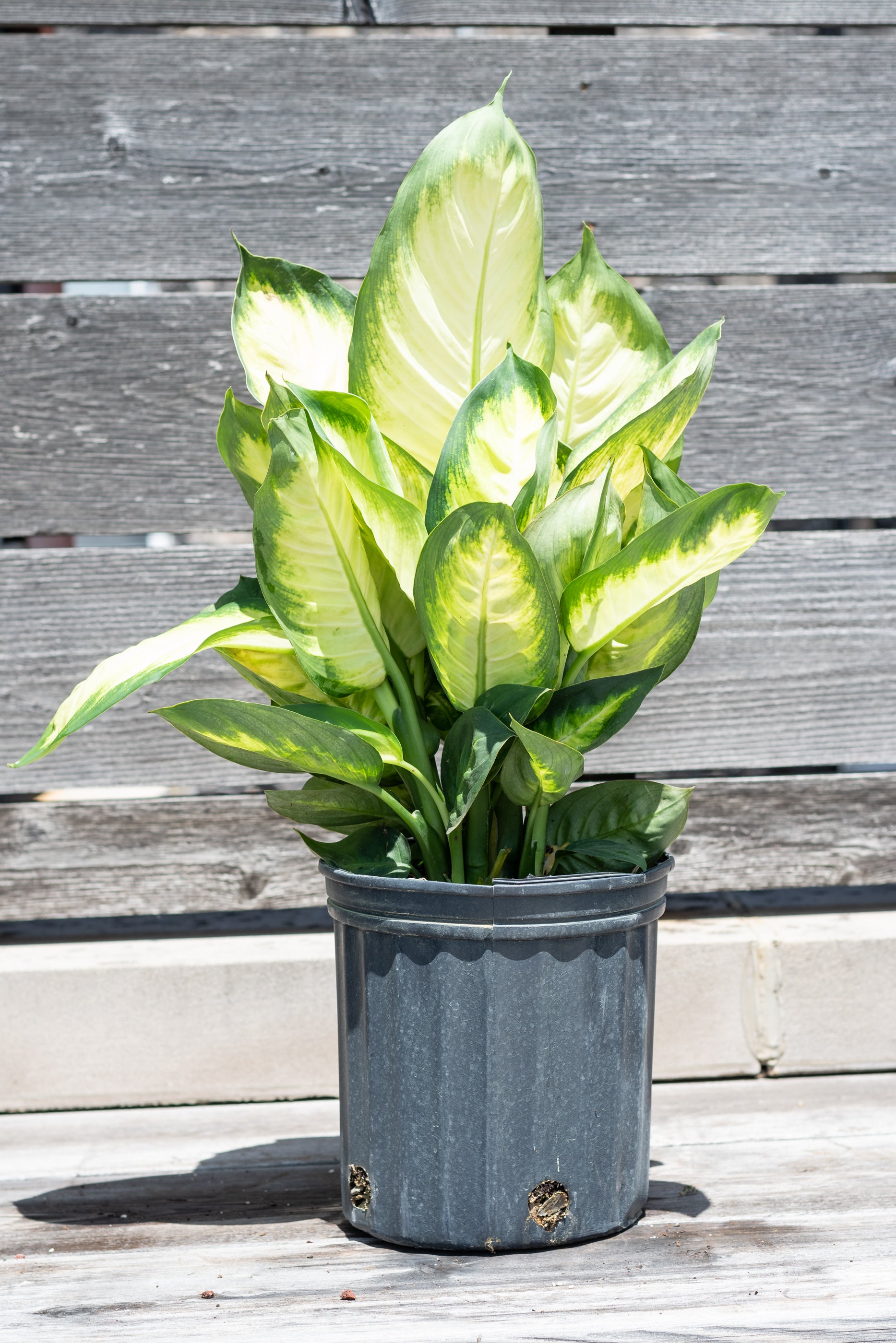 Dieffenbachia 'Tropic Marianne' 8
