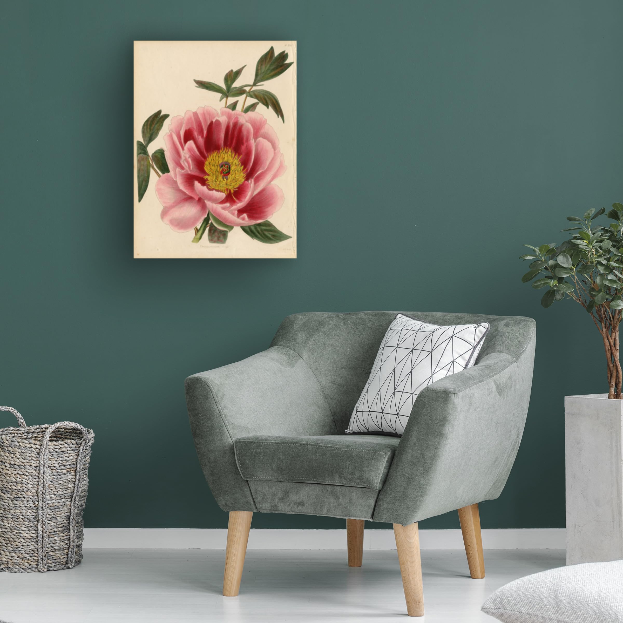 Trademark Fine Art 'Paeonia Montan' Floral Canvas Wall Art Print by Art Licensing Studio - Perfect for Living Room, Bedroom & Office Decor