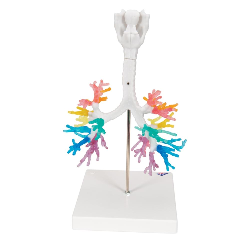 CT Bronchial Tree with Larynx Model - Human Respiratory System Anatomy Model for Medical Students, Doctors & Educators | Perfect for Classroom Demonstrations & Patient Education