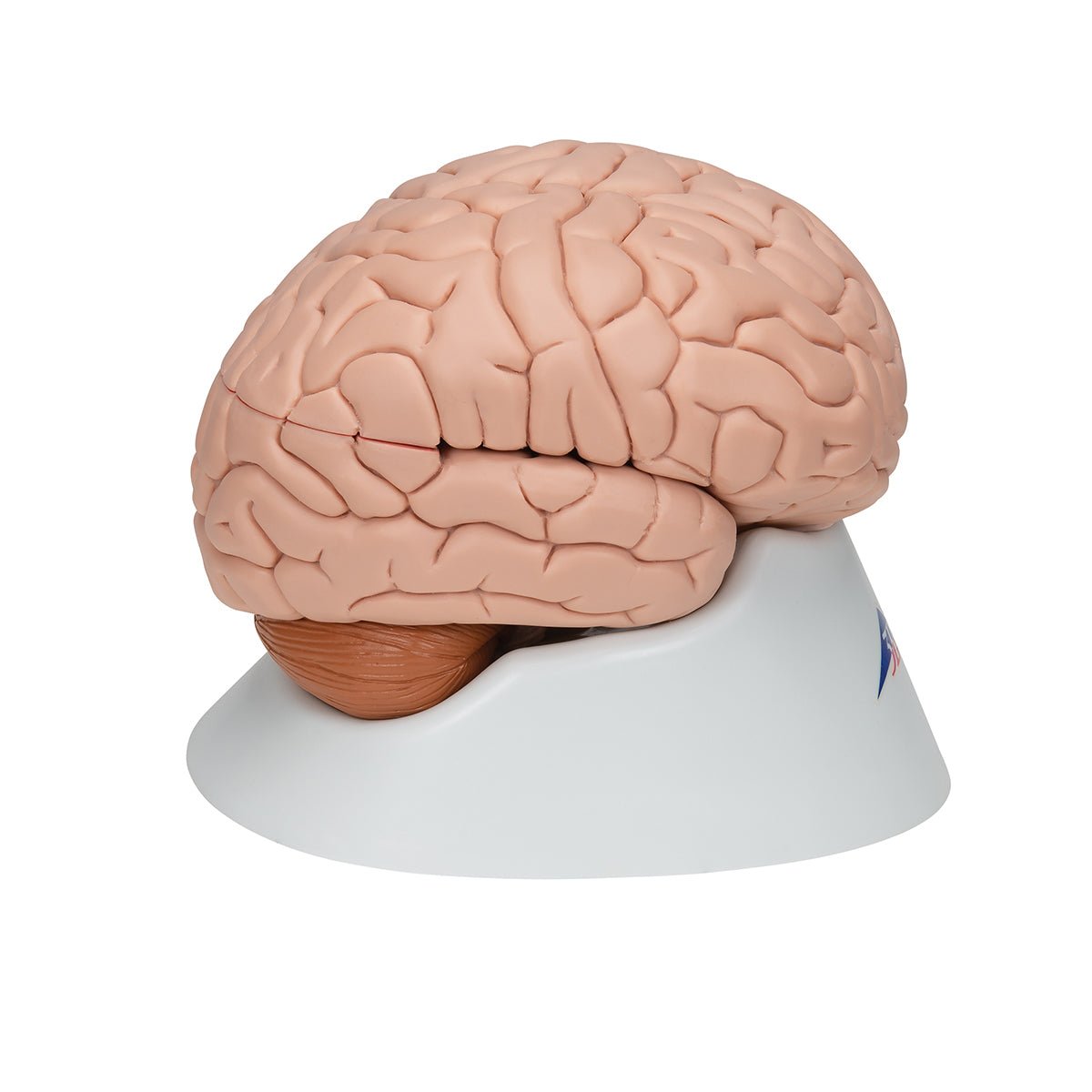 8-Part Human Brain Anatomy Model - Detailed Educational Tool for Medical Students & Science Classrooms | Perfect for Study, Teaching & Neuroscience Research